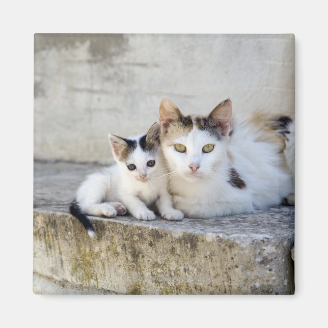 Aimant Deux chats sur pas de pierre (Devant)