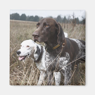 Aimant Deux chiens dans le domaine, Houston, le Texas,