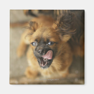 Aimant Deux chiens de Pekingese