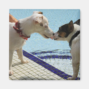 Aimant Deux chiens embrassant au poolside
