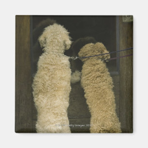 Aimant Deux chiens regardant dans la fenêtre de porte,