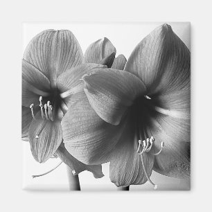 Aimant Deux fleurs d'Amaryllis Photo