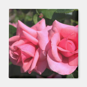 Aimant deux fleurs roses roses chaudes.