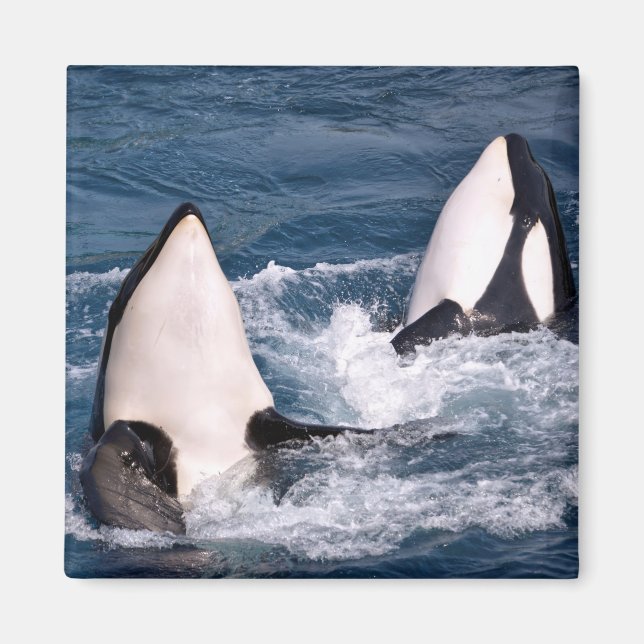 Aimant Deux orques (Devant)