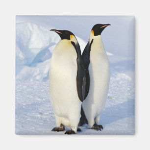 Aimant Deux pingouins d'empereur en Antarctique