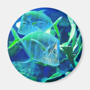 Aimant Deux poissons tropicaux bleu et turquoise