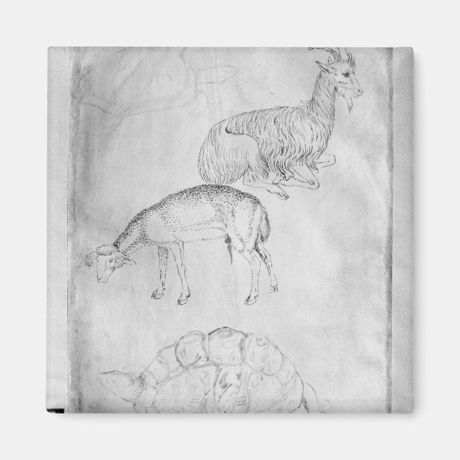 Aimant Deux tortues, chèvre et mouton (Devant)