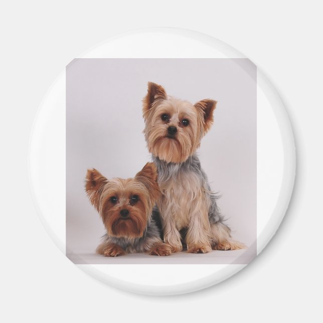 Aimant Deux Yorkies (Devant)
