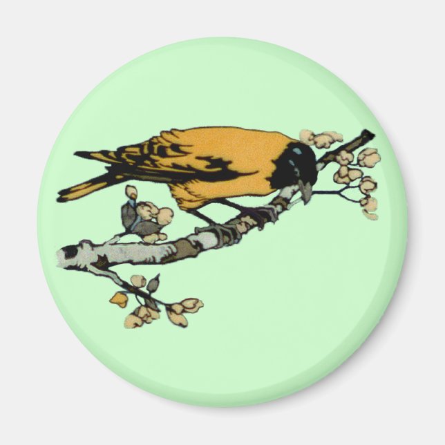 Aimant Développement de l'illustration d'oiseaux Vintages (Devant)