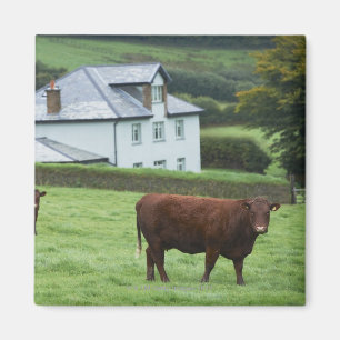 Aimant Devon, Angleterre