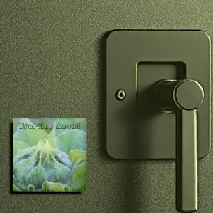 Aimant Dew Moisned Sunflower Bud photo de gros plan