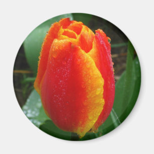 Aimant Dew sur la Tulipe