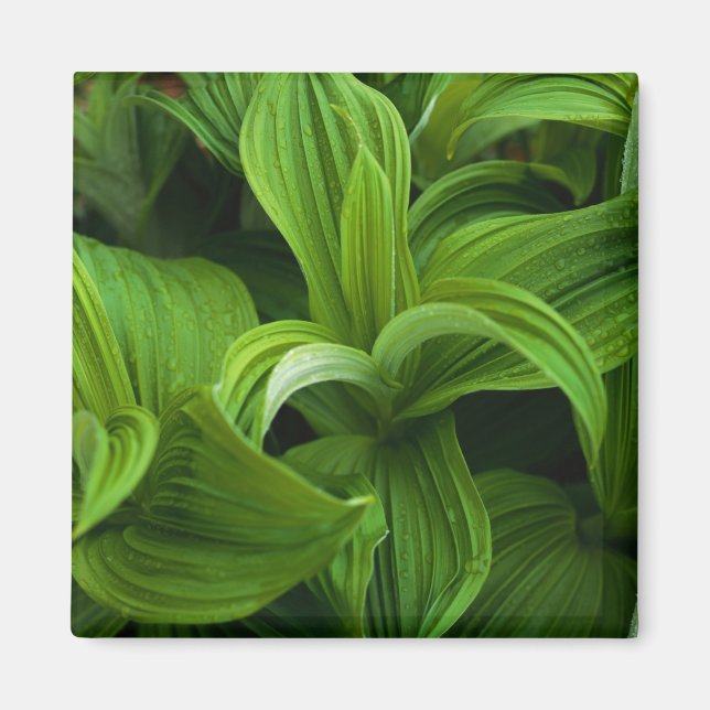 Aimant Dewdrops sur une fausse Helabore (Devant)