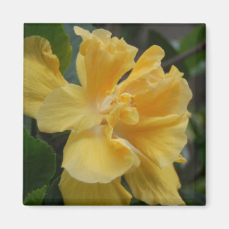 Aimant d'Hibiscus jaune