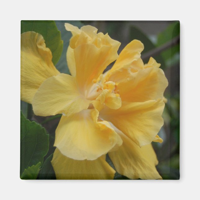 Aimant d'Hibiscus jaune (Devant)
