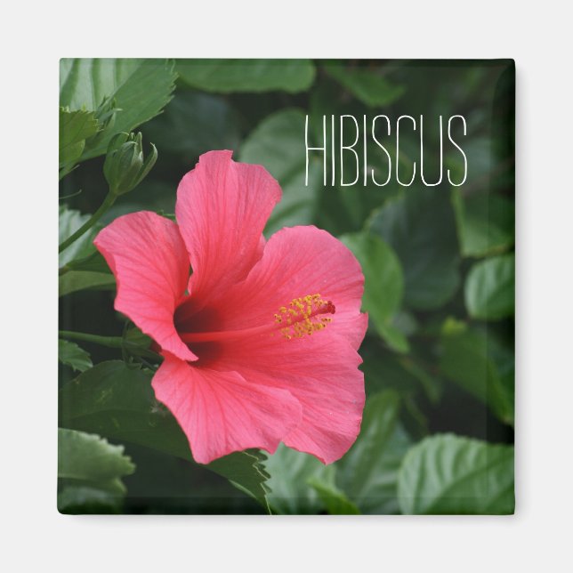 Aimant d'Hibiscus rose (Devant)