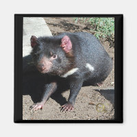 diable de Tasmanie