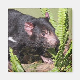 Aimant Diable tasmanien, Australie