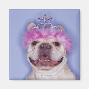 Aimant Diadème de port de bouledogue