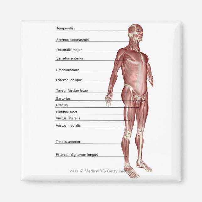 Aimant Diagramme du système musculaire (Devant)