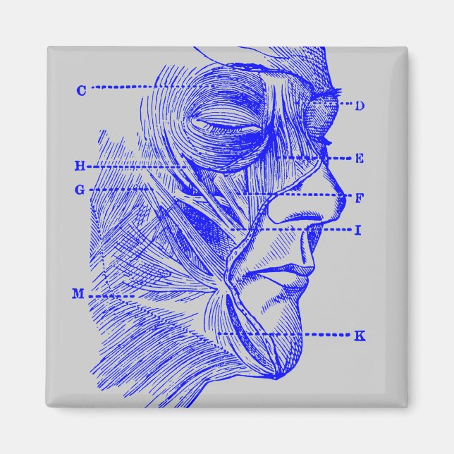 Aimant Diagramme du visage (Devant)