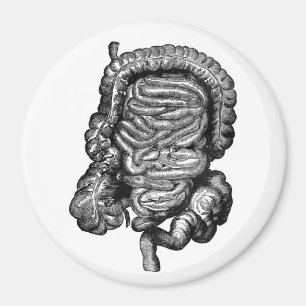AIMANT DIAGRAMME INTESTINES VINTAGE