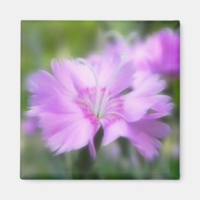 Aimant Dianthus Plumarius (Devant)
