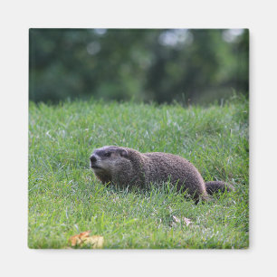 Aimant Digger de trou du diable