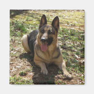 Aimant d'image de chien de berger allemand
