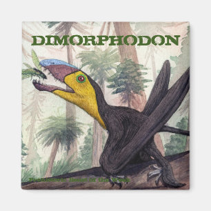 Aimant Dimorphodon