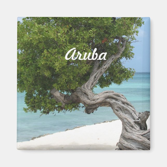 Aimant Divi Divi Tree in Aruba (Devant)