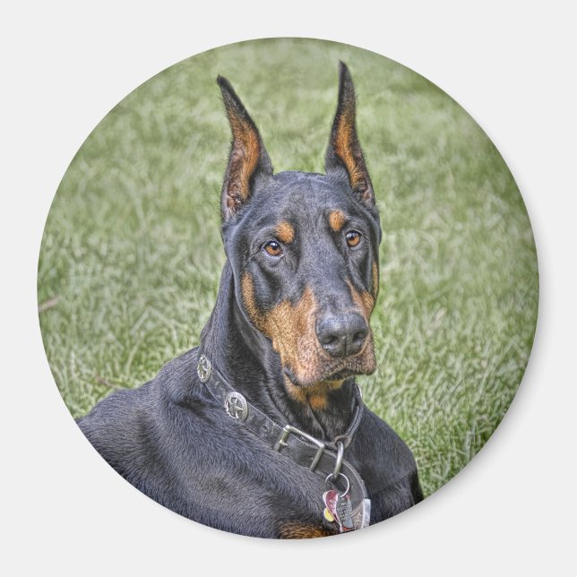 Aimant Doberman dans l'aimant en herbe (Devant)