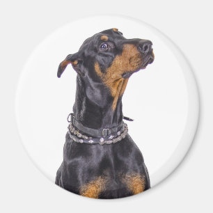 Aimant Dobermann avec le regard sournois