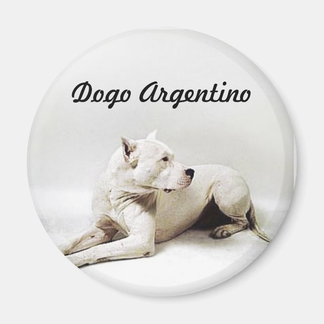 Aimant Dogo Argentino (Devant)