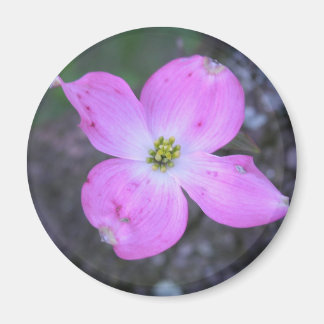 Aimant Dogwood rose
