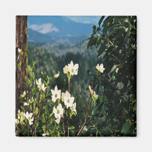 Aimant Dogwood's Blooming...