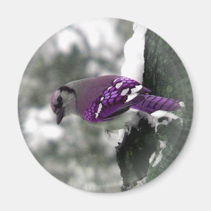 Aimant d'oiseau de geai