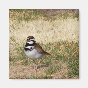 Aimant d'oiseau de Killdeer