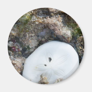 Aimant Dollar du sable dans un récif fidjien à basse maré