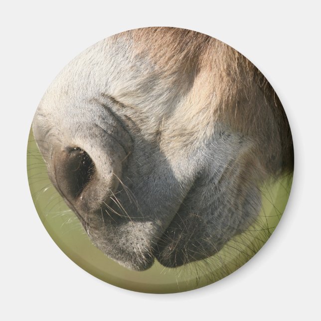 Aimant Donkey (Devant)