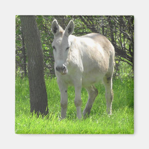 Aimant Donkey blanc doux par Tree Photography