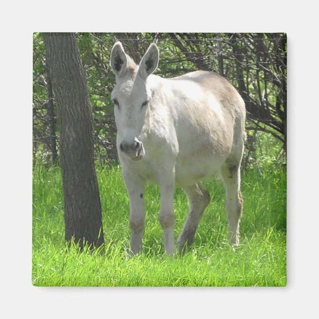 Aimant Donkey blanc doux par Tree Photography (Devant)