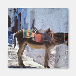 Aimant Donkey, Fira Santorini, Grèce