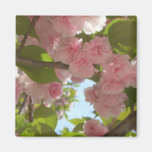 Aimant Double floraison cerisier III printemps fleuri