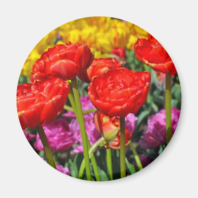 Aimant Double tulipe rouge (Devant)