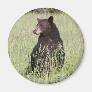 Aimant d'ours noir