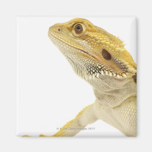 Aimant Dragon barbu (Pogona Vitticeps)