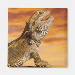 Aimant Dragon barbu (Pogona Vitticeps) sur la roche,