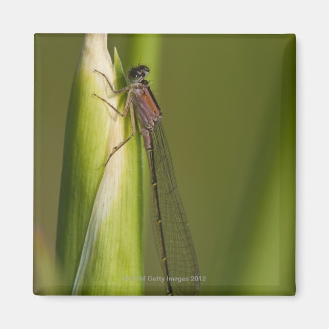 Aimant Dragonfly sur l'iris bourré (Devant)