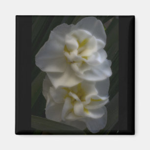 Aimant Dreamy Narcissus Daffodils